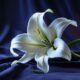 cremation services in Gilbert, AZ