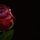 cremation services in Gilbert, AZ