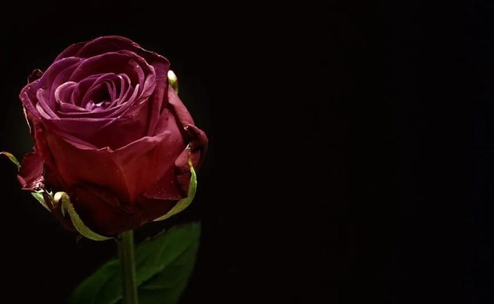 cremation services in Gilbert, AZ