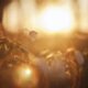 cremation services Apache Junction, AZ
