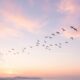 Flock of birds flying across pastel sunset sky, cremation services in Apache Junction, AZ