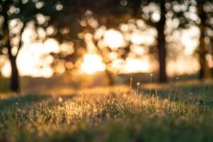 cremation services in Gilbert, AZ