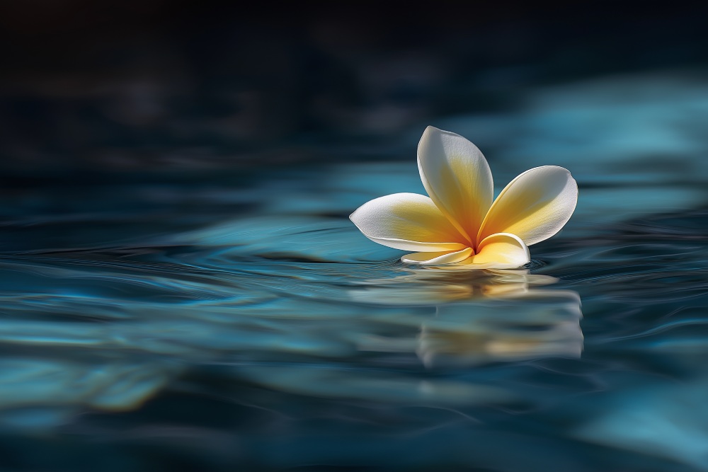 Direct Cremations Mesa, AZ memorial with plumeria flower floating on calm blue water and gentle ripples.