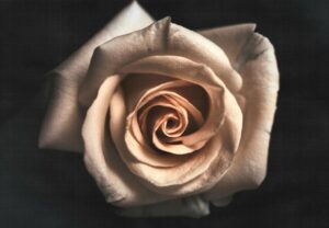 cremation services in Mesa, AZ