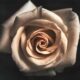 cremation services in Mesa, AZ